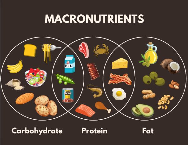 diagram of macronutrients
